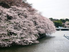 千鳥ヶ淵の満開の桜